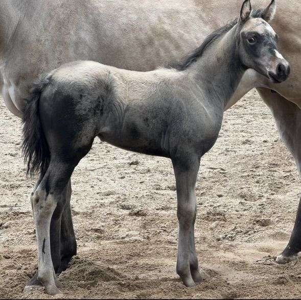 buckskin-appaloosa-filly-stallion