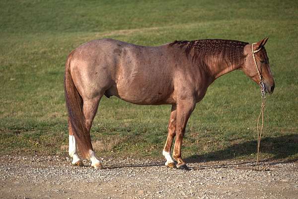 white-horse