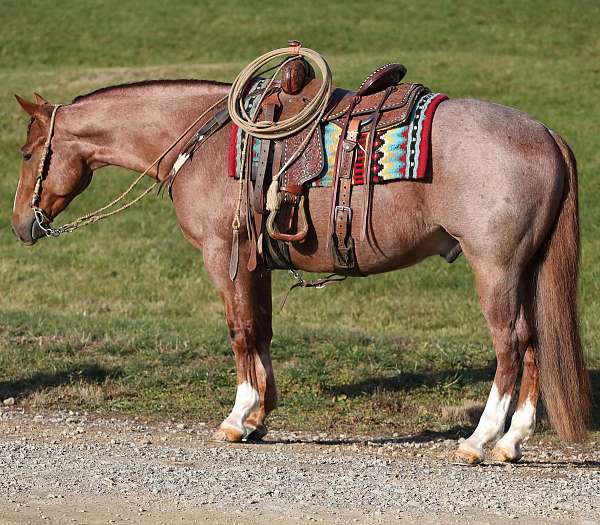 red-roan-white-horse