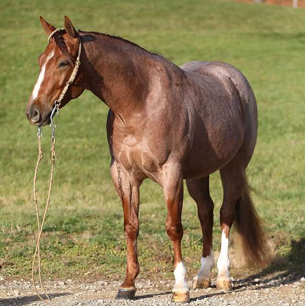 athletic-quarter-horse