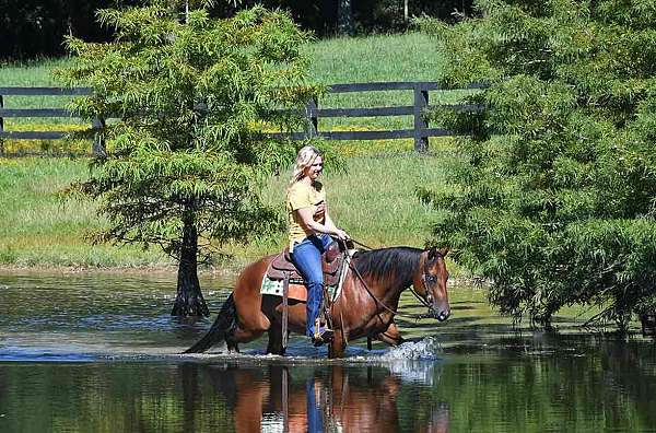 first-class-gelding