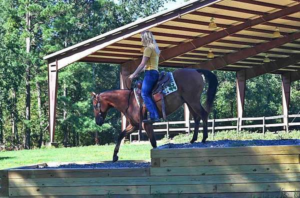 low-head-set-gelding