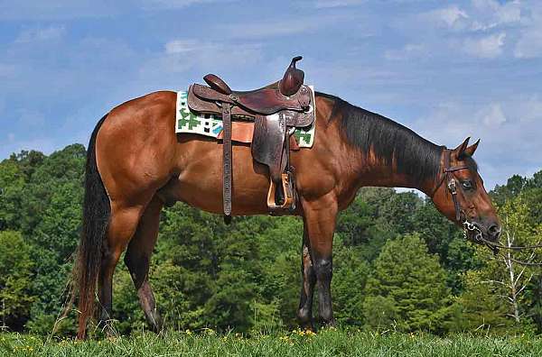 nrha-futurity-gelding