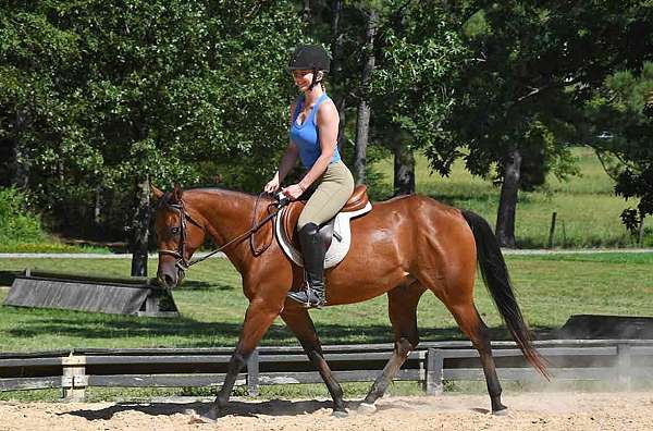 gelding-quarter-horse