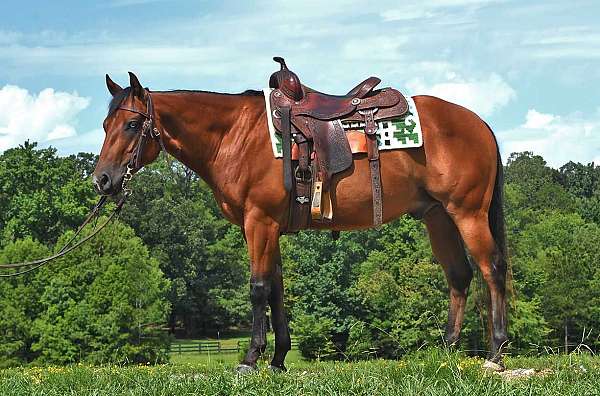 blue-eyed-quarter-horse