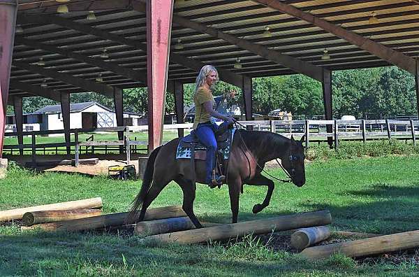 all-around-quarter-horse