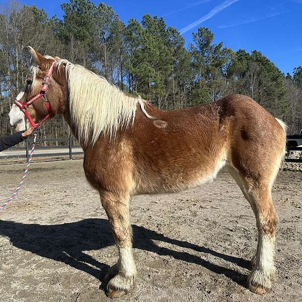 sorrel-belgian-mare