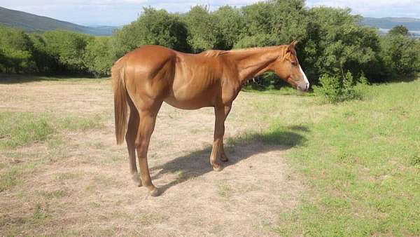 chestnut-blaze-left-hind-sock-horse