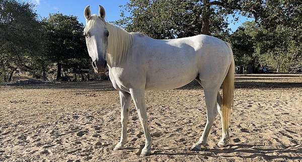 grey-arabian-mare