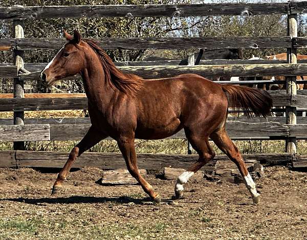 chestnut-chrome-pony