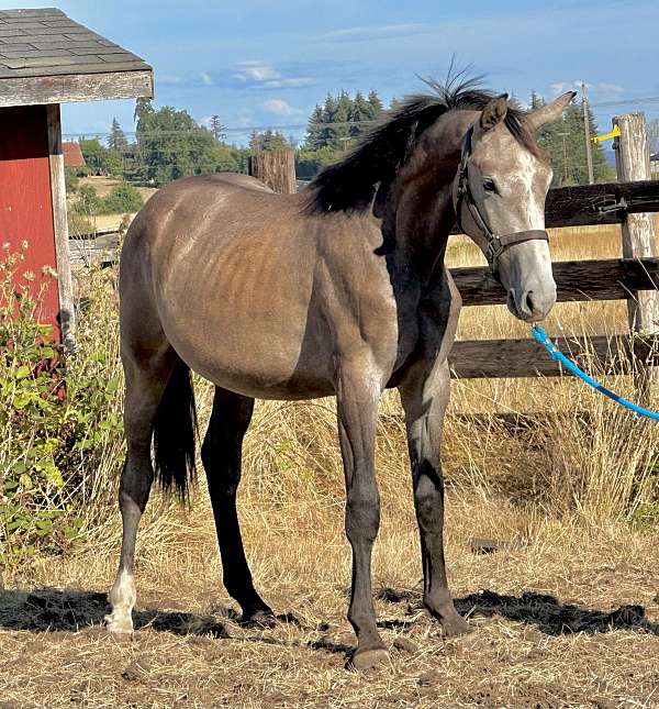 grey-warmblood-colt