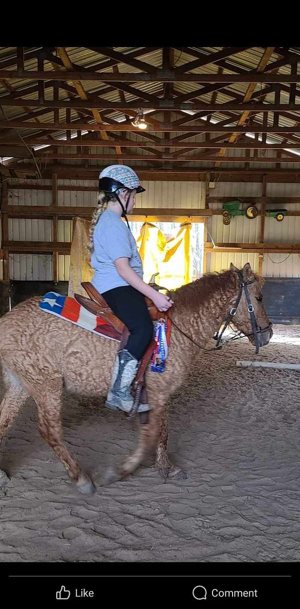 lesson-bashkir-curly-pony