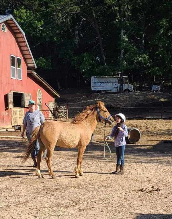 lesson-bashkir-curly-pony