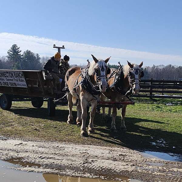 amish-broke-belgian-horse