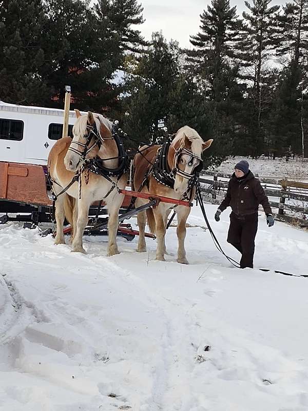 down-belgian-horse