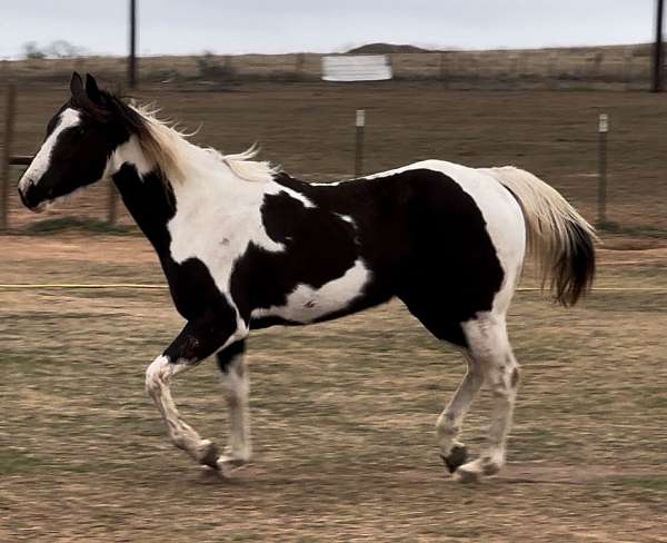 black-white-paint-horse-mare