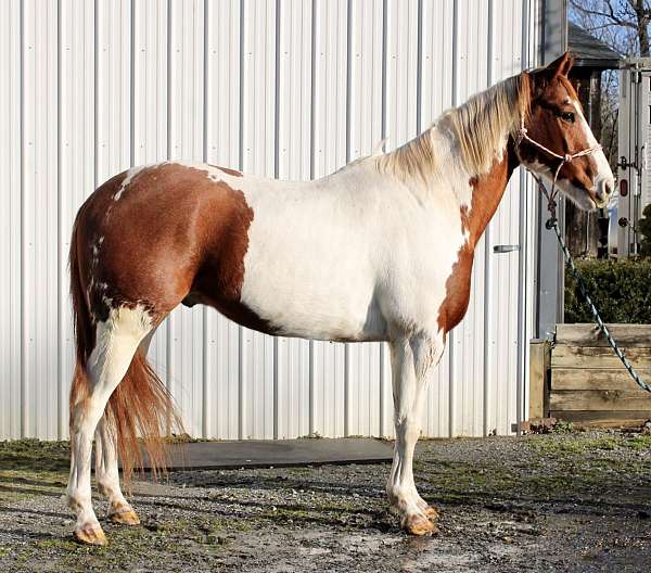 14-draft-paint-horse