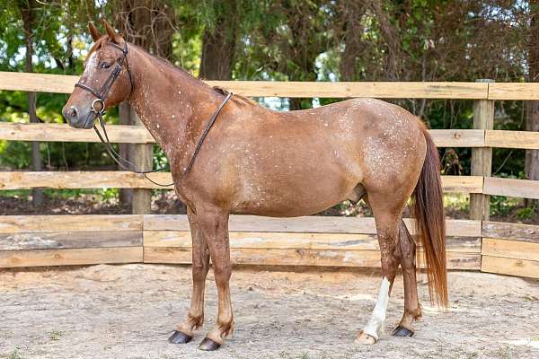 appaloosa-gelding