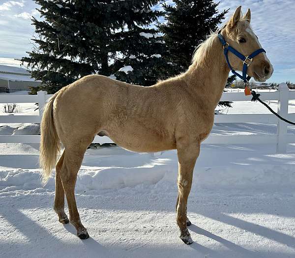 palomino-quarter-horse-colt