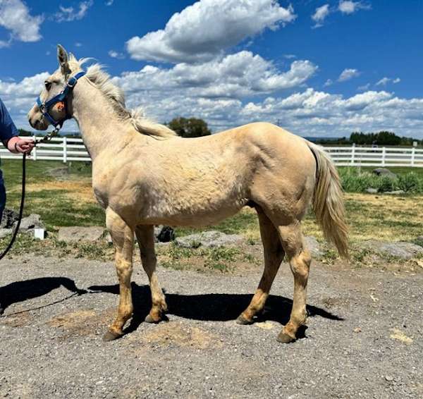 palomino-quarter-horse-colt