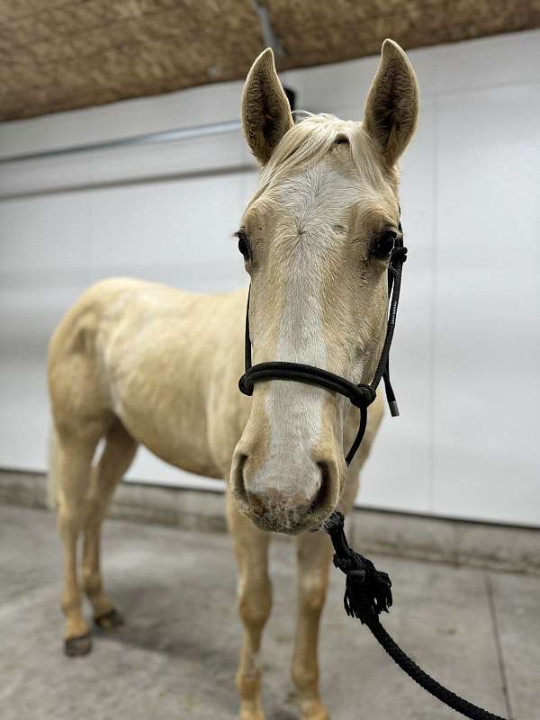 palomino-quarter-horse-colt