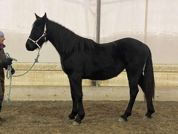 slbr-friesian-filly