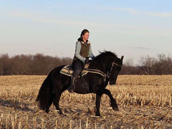 black-driving-trail-riding-pony