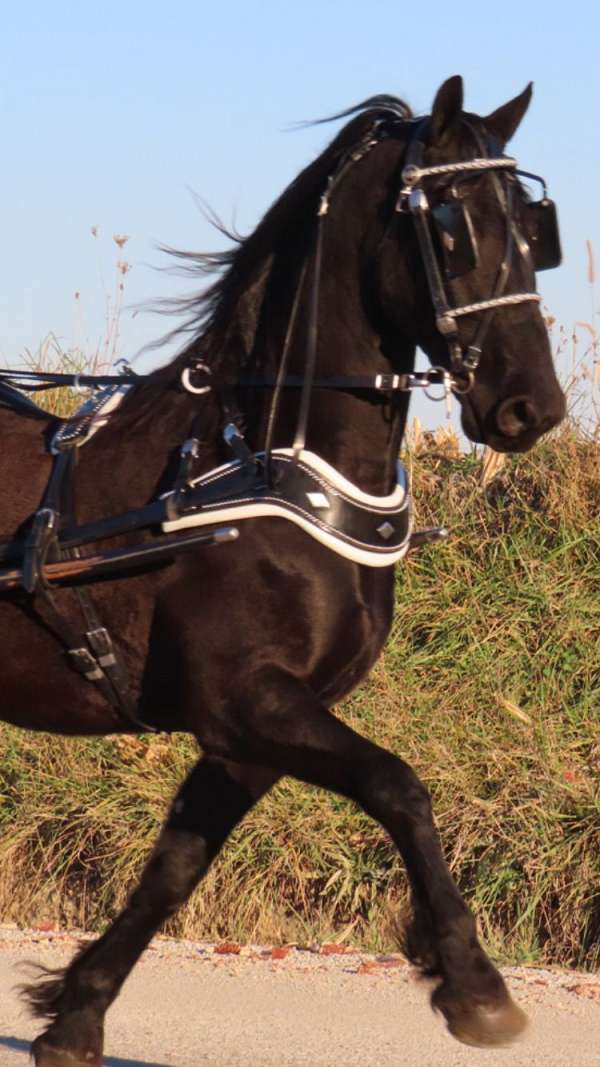stallion-friesian-pony