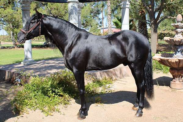 black-andalusian-horse