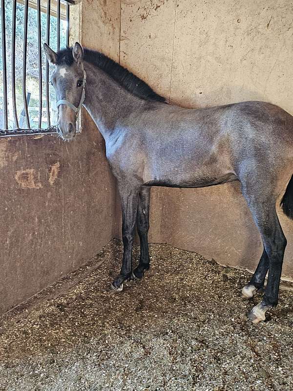 ibero-andalusian-horse