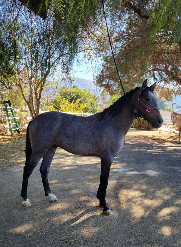 ibero-andalusian-horse