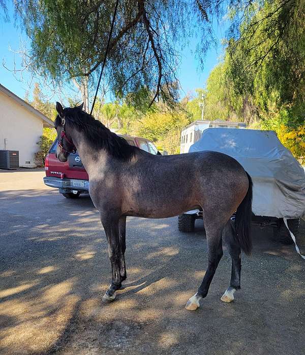 cartujano-andalusian-horse