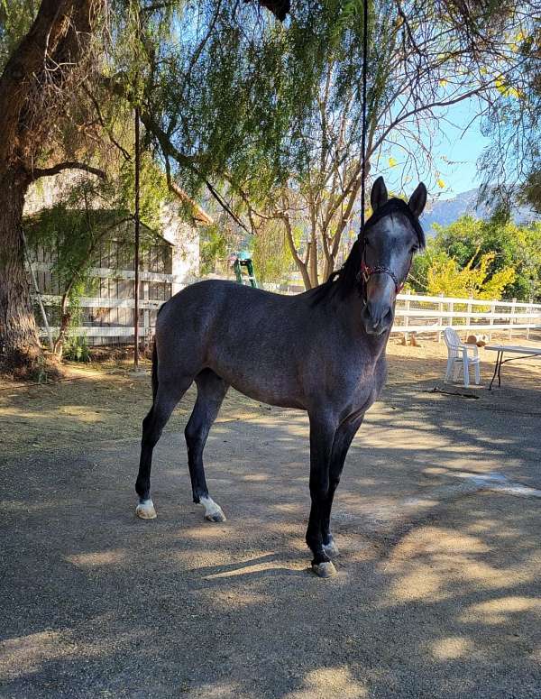 costa-rica-andalusian-horse