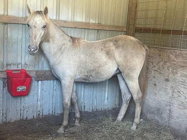brown-colt-stallion-for-sale