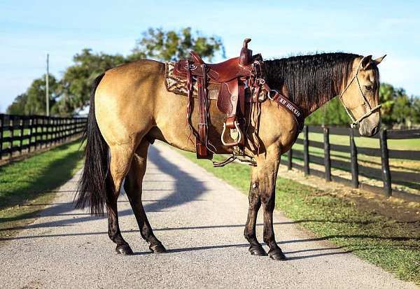 15-hand-quarter-horse-gelding