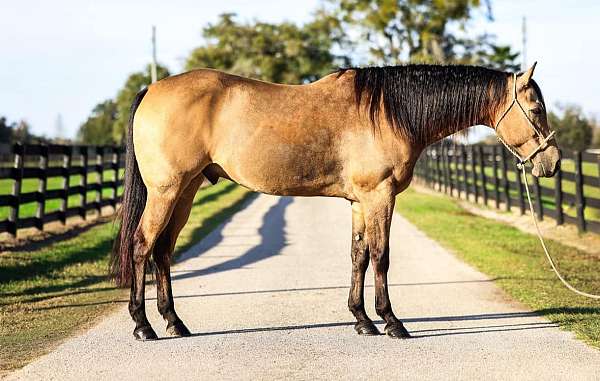 15-hand-gelding