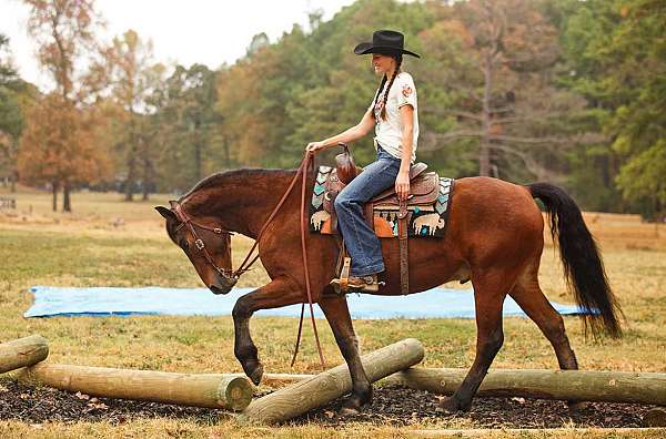 yout-friesian-horse