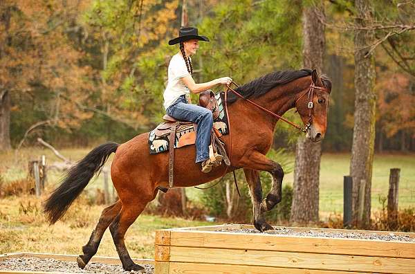 beginner-horse-friesian