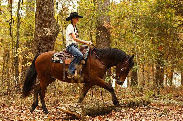 trail-horse-friesian