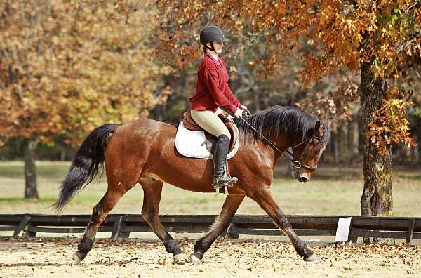 quarter-horse-friesian