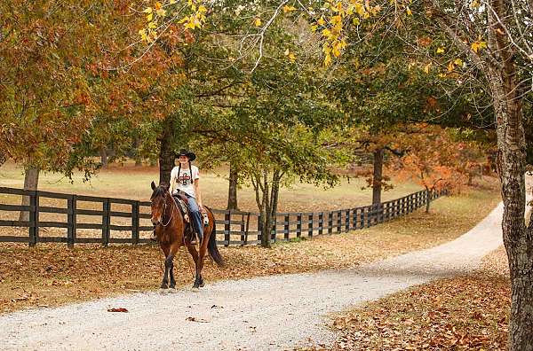 family-safe-friesian-horse