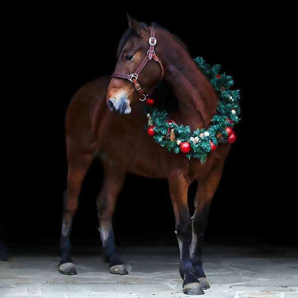 flashy-friesian-horse