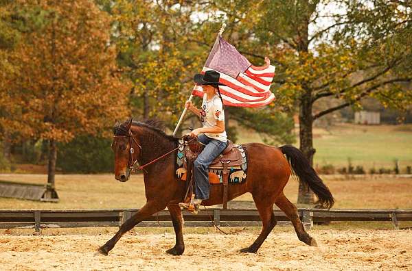 beginner-horse-friesian