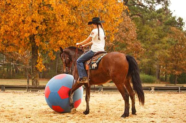 trail-horse-friesian