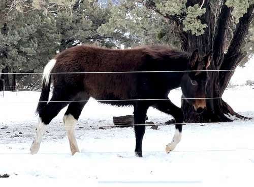 tobiano-mule-yearling