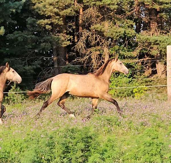 partial-blue-eye-hind-left-sock-horse