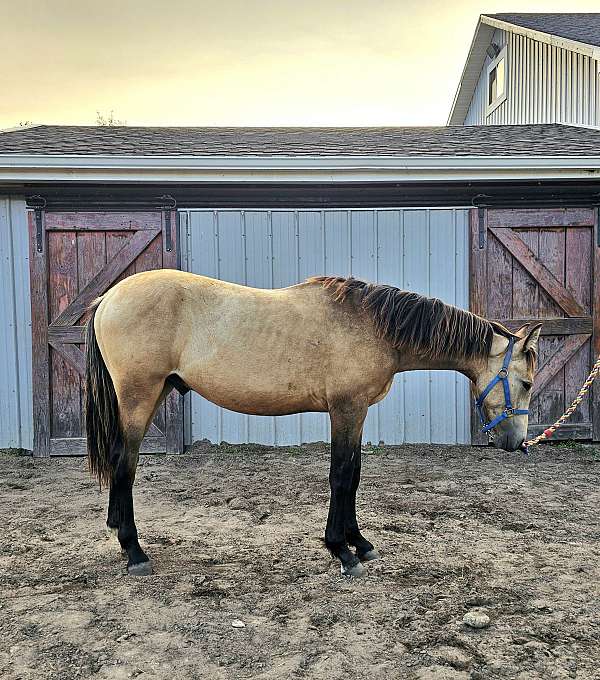 buckskin-partial-blue-eye-hind-left-sock-horse