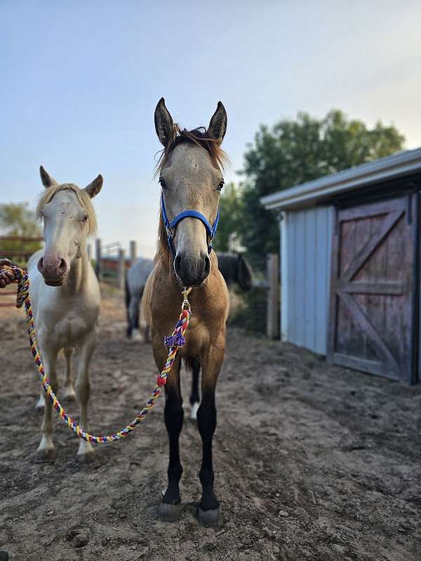 boy-connemara-pony