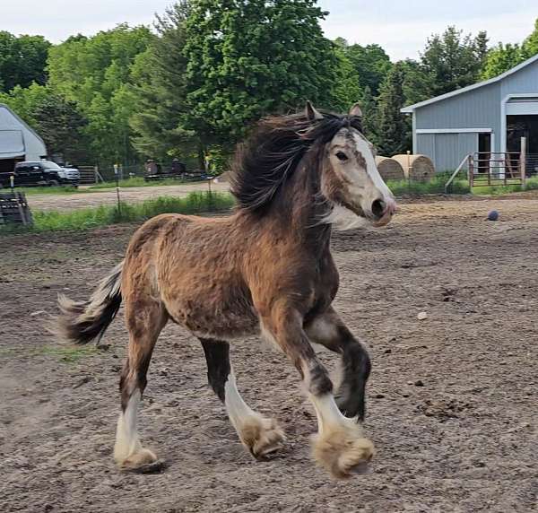 3-tall-socks-horse