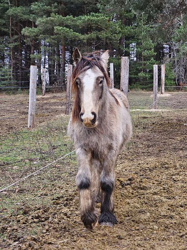 buckskin-3-tall-socks-horse